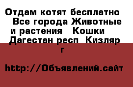 Отдам котят бесплатно  - Все города Животные и растения » Кошки   . Дагестан респ.,Кизляр г.